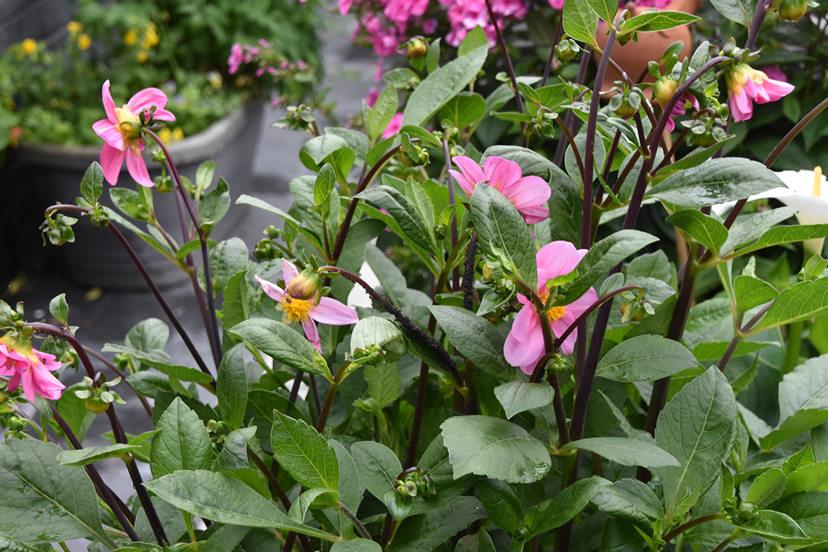 2018_06_TUIN_JUNI_104