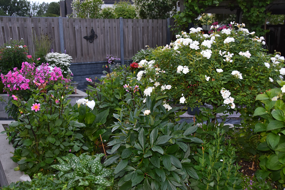 2018_06_TUIN_JUNI_086