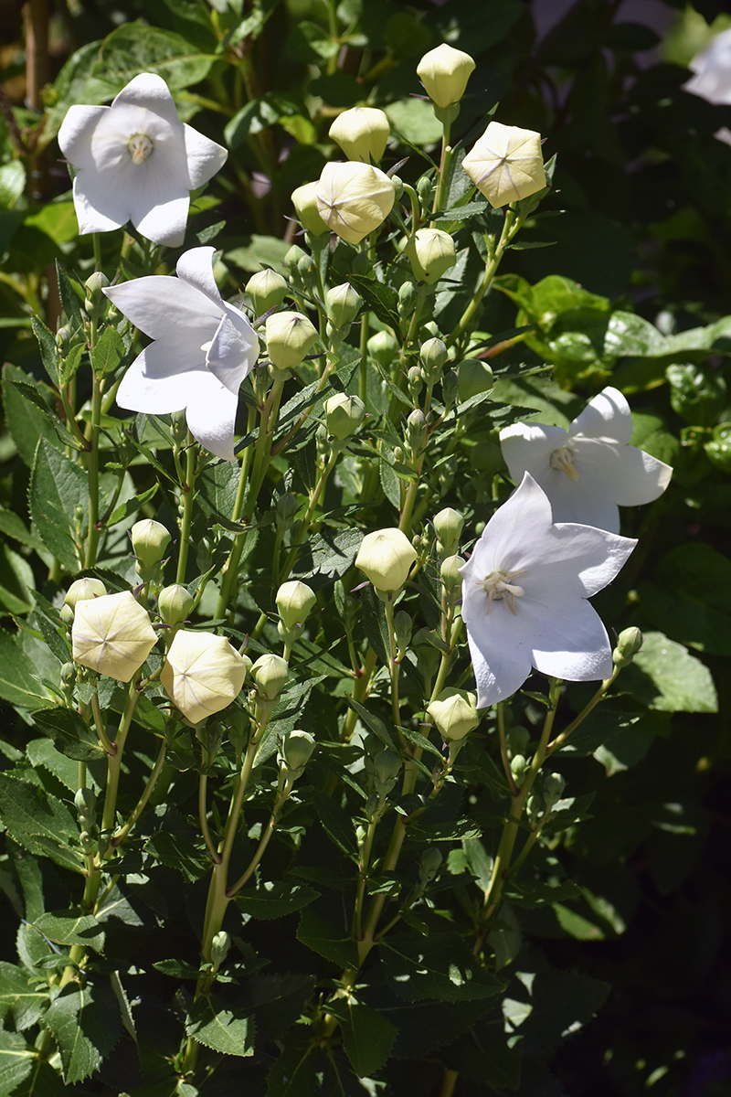 2018_06_TUIN_JUNI_148