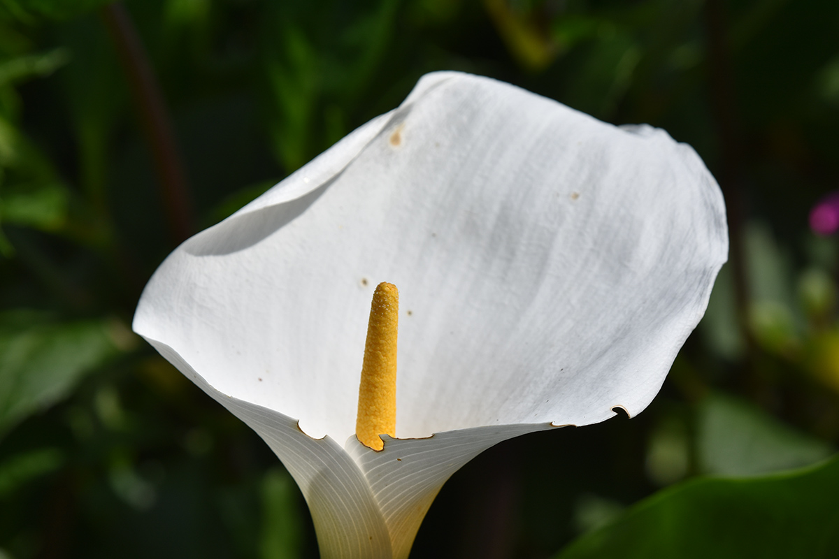 2018_06_TUIN_JUNI_110