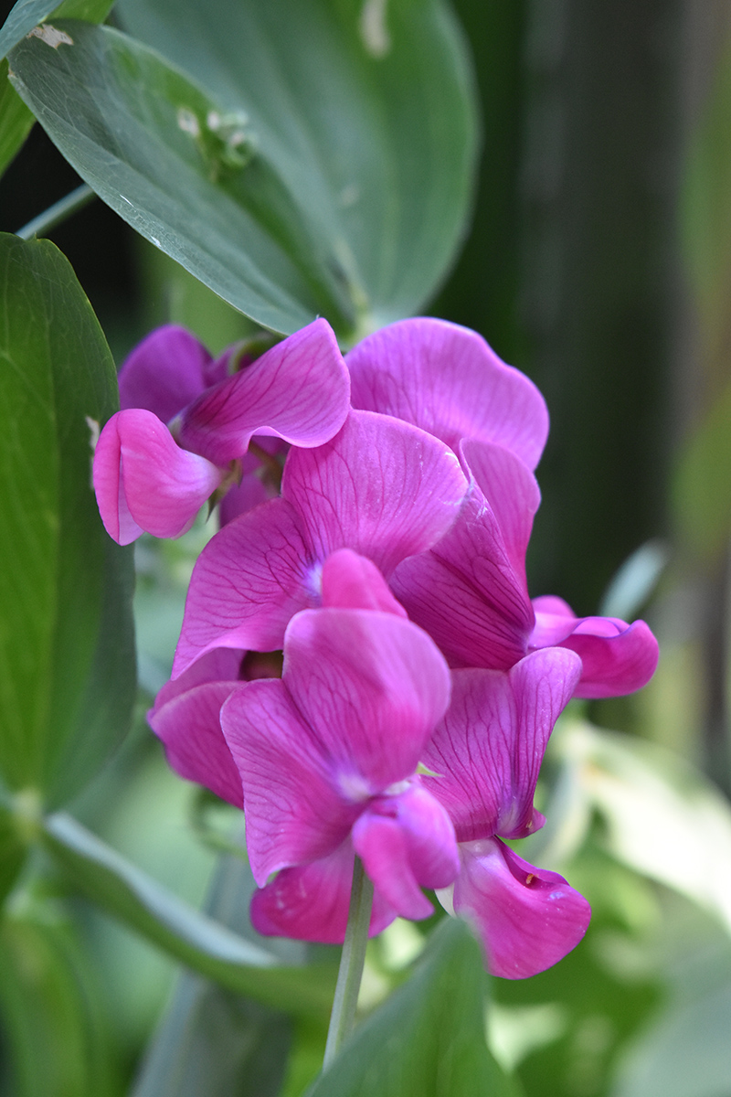 2018_06_TUIN_JUNI_058