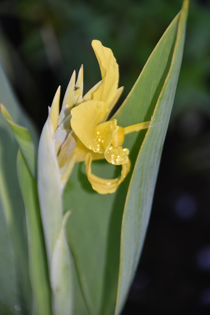 2018_06_TUIN_JUNI_085