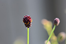 2018_06_TUIN_JUNI_049