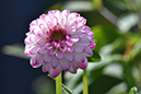 2018_06_TUIN_JUNI_115