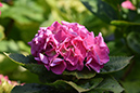 2018_06_TUIN_JUNI_052