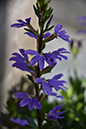 2018_06_TUIN_JUNI_073