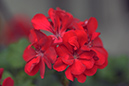 2018_06_TUIN_JUNI_144
