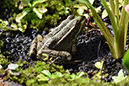 2018_06_TUIN_JUNI_106