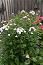 2018_06_TUIN_JUNI_096
