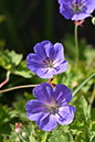 2018_06_TUIN_JUNI_114