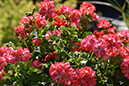 2018_06_TUIN_JUNI_117