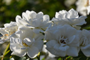 2018_06_TUIN_JUNI_077