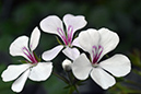 2018_06_TUIN_JUNI_143