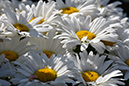 2018_06_TUIN_JUNI_121