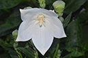 2018_06_TUIN_JUNI_139