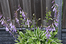 2018_06_TUIN_JUNI_093