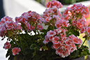 2018_06_TUIN_JUNI_043