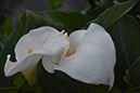 2018_06_TUIN_JUNI_087