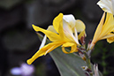 2018_06_TUIN_JUNI_141