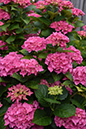 2018_06_TUIN_JUNI_094