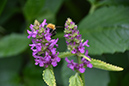 2018_06_TUIN_JUNI_099