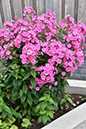 2018_06_TUIN_JUNI_098