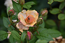 2018_06_TUIN_JUNI_105