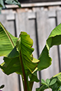 2018_06_TUIN_JUNI_112