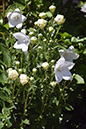 2018_06_TUIN_JUNI_148